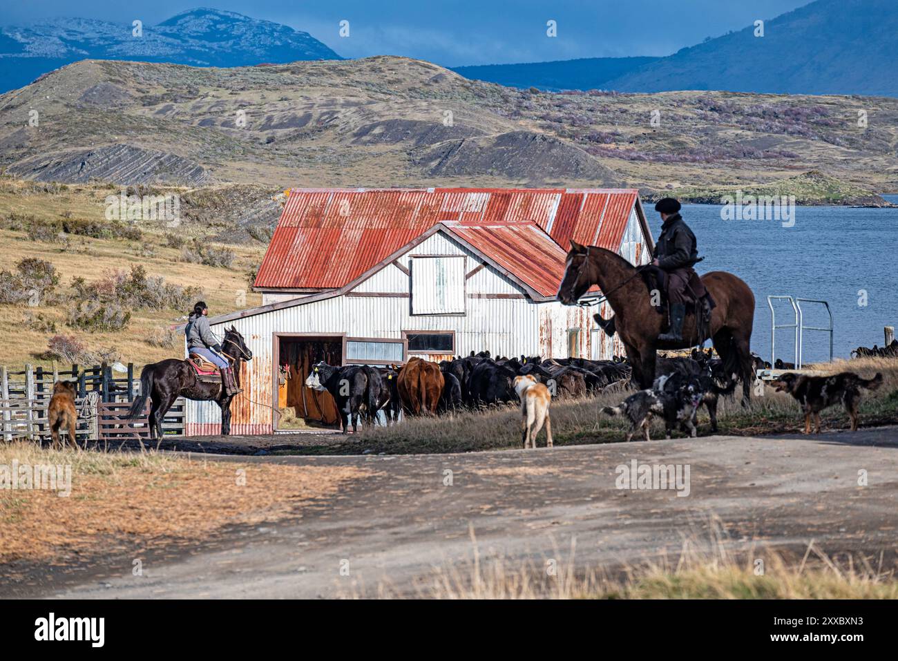 Argentine people cattle hi-res stock photography and images - Alamy