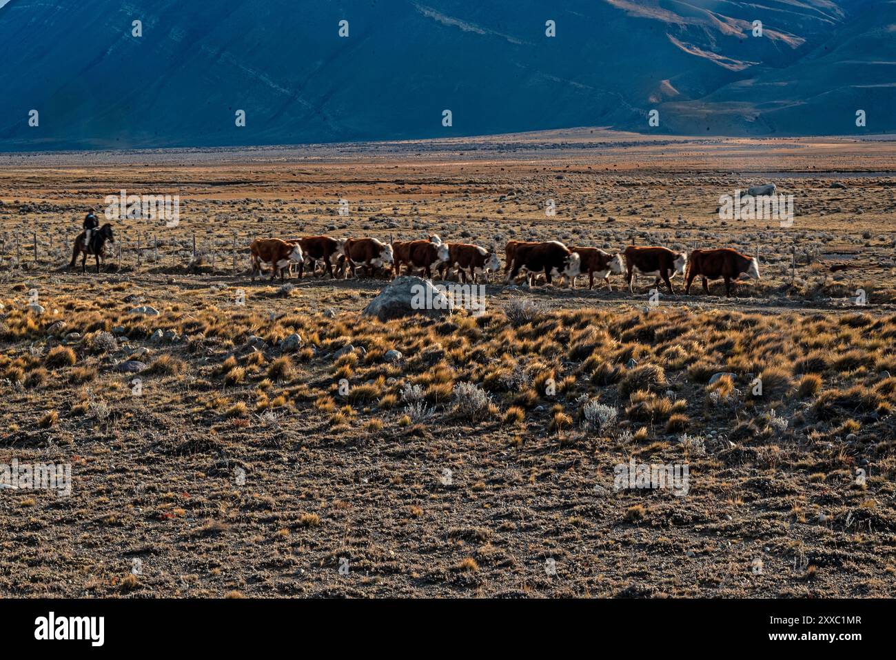 Argentine chilean fauna hi-res stock photography and images - Alamy