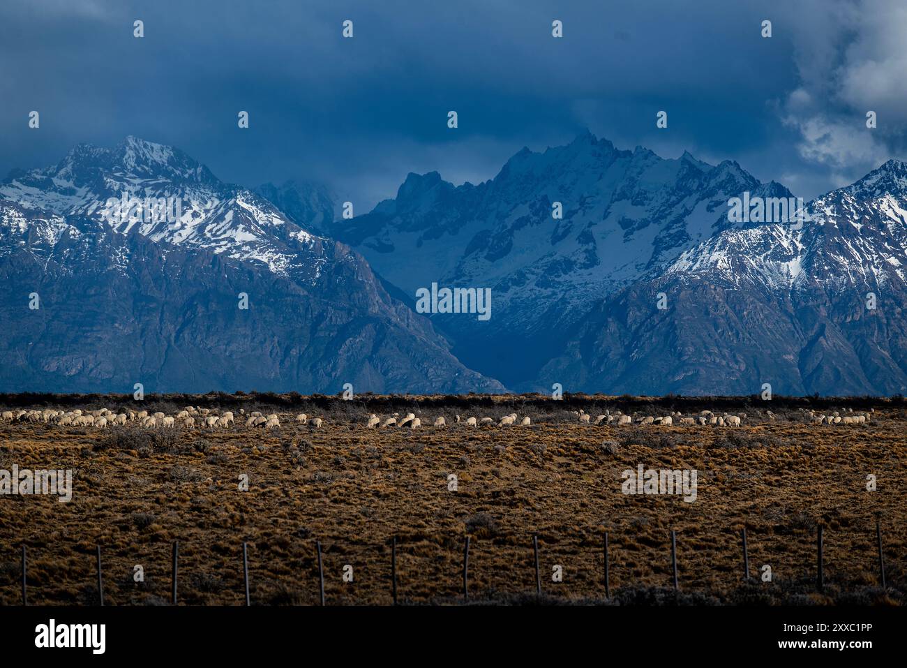 Argentine chilean fauna hi-res stock photography and images - Alamy