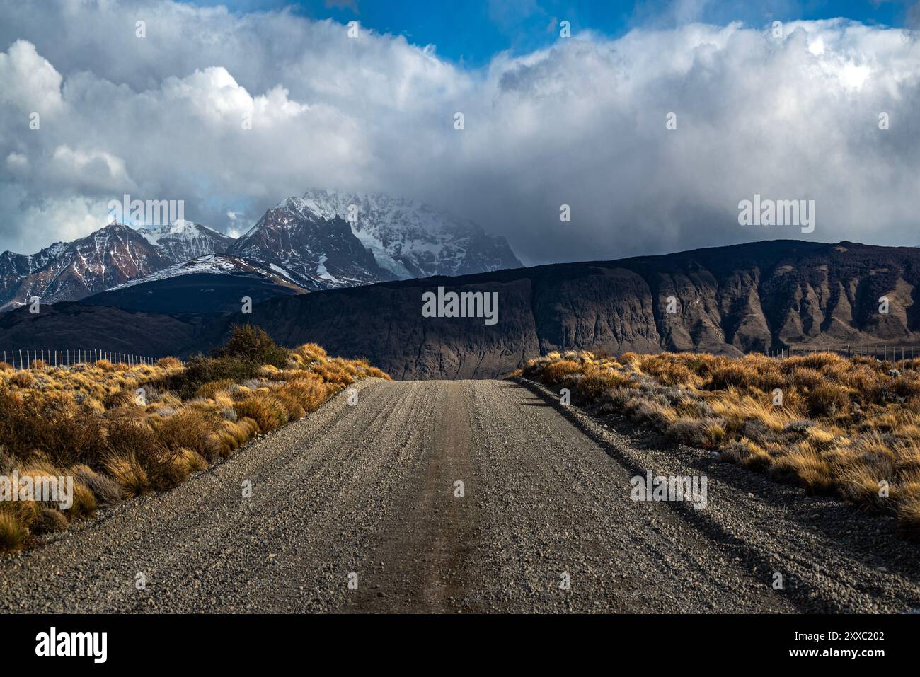 Argentine chilean fauna hi-res stock photography and images - Alamy