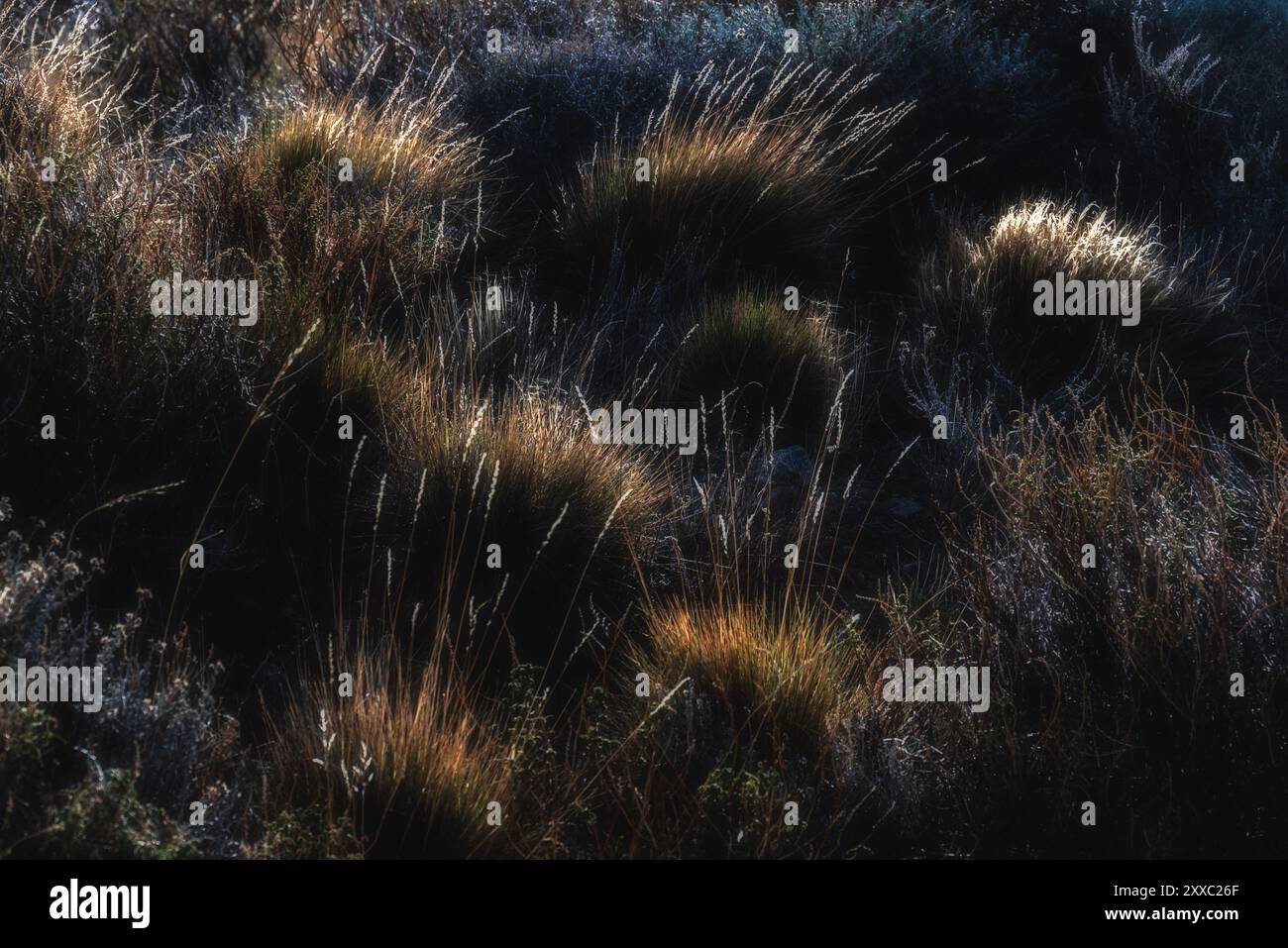 Argentine chilean fauna hi-res stock photography and images - Alamy
