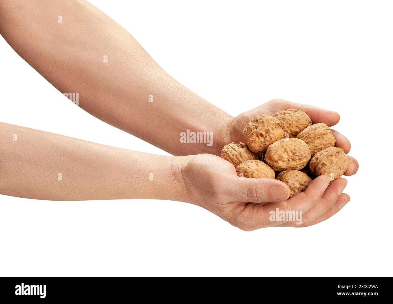 walnuts heap in hand path isolated on white Stock Photo