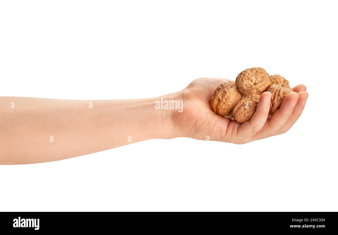 walnuts heap in hand path isolated on white Stock Photo