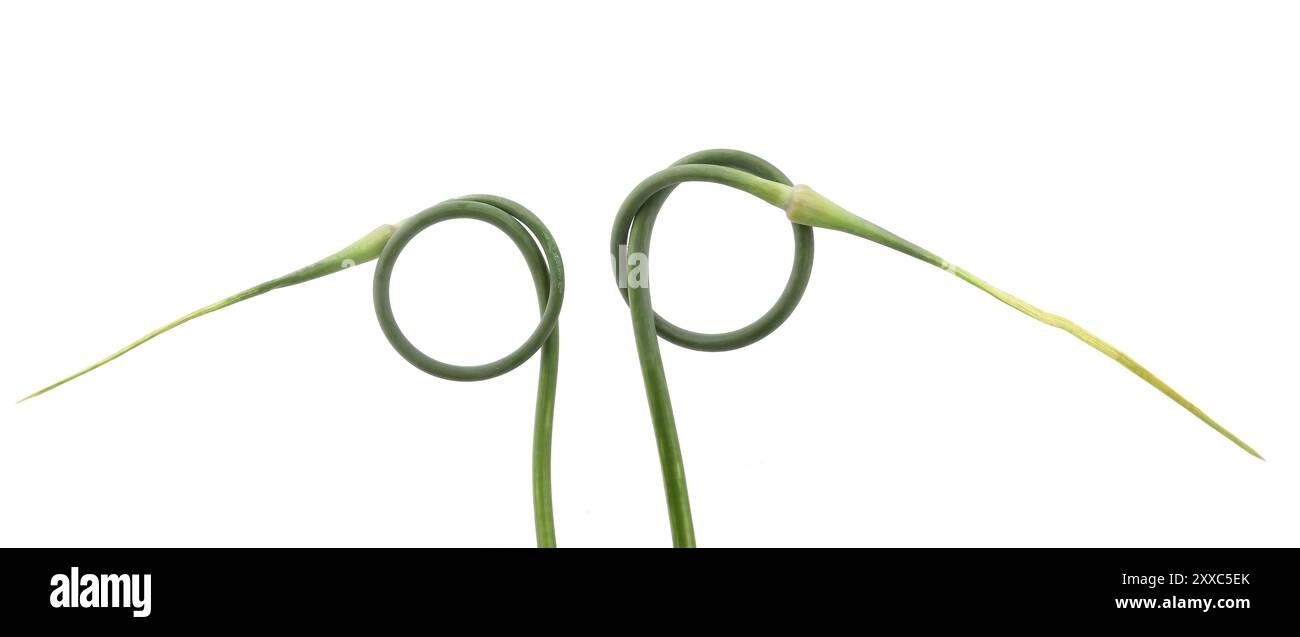 Garlic scape isolated on white background. Green garlic arrows stalks. Stock Photo