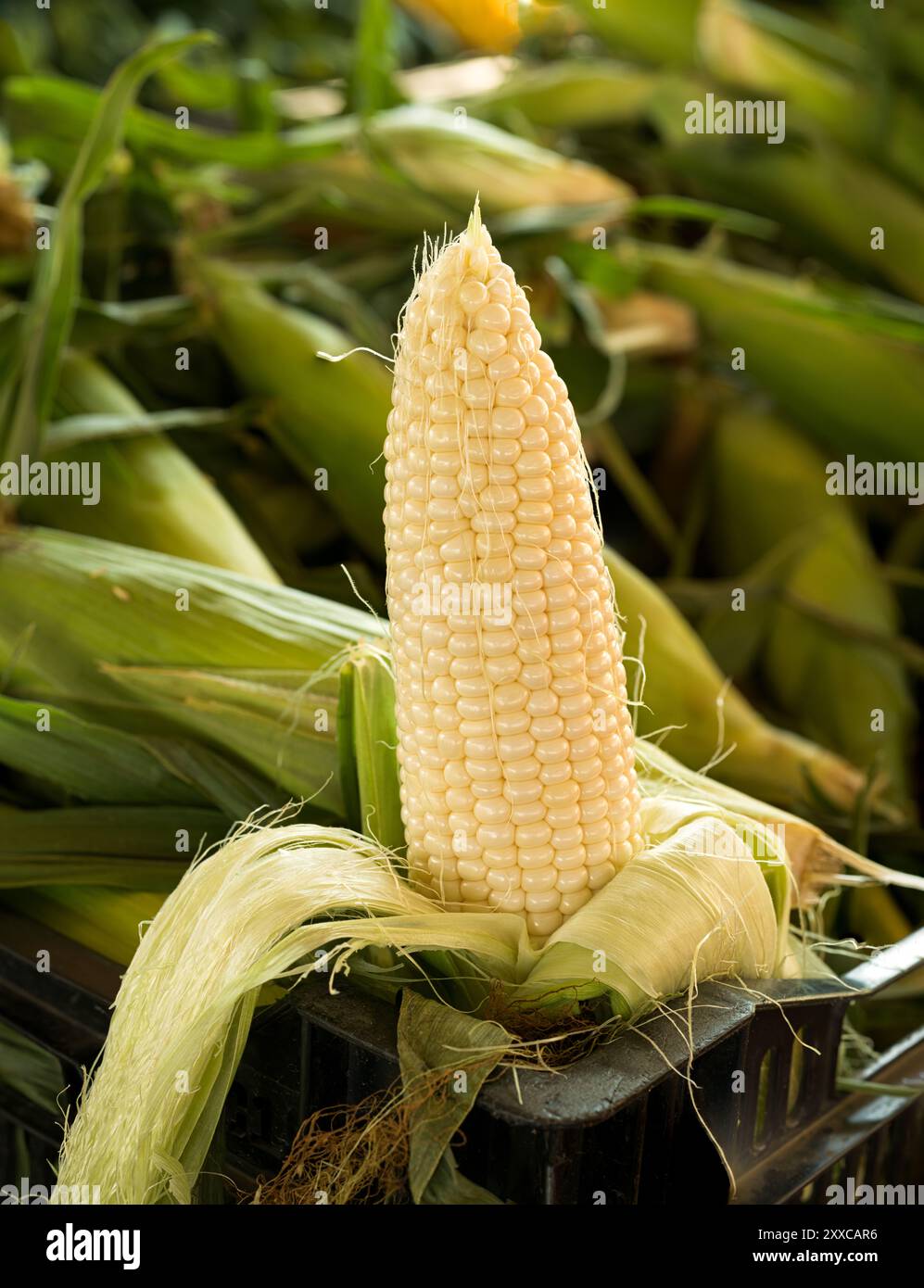 Ear of shucked fresh picked sweet corn at a local farmer's market Stock Photo