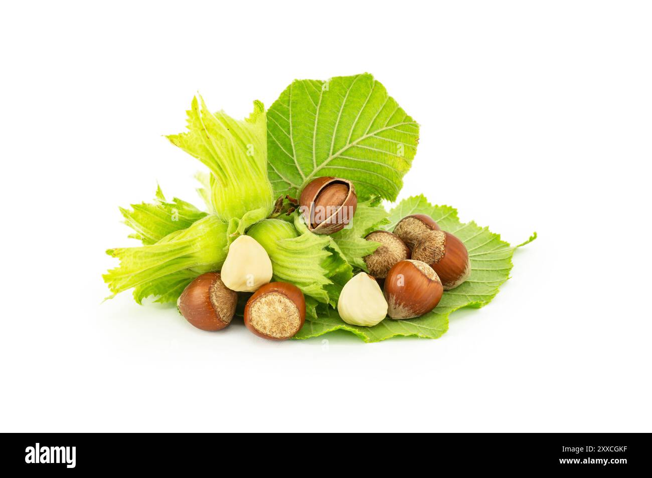 Hazelnuts with green branch isolated on white background Stock Photo