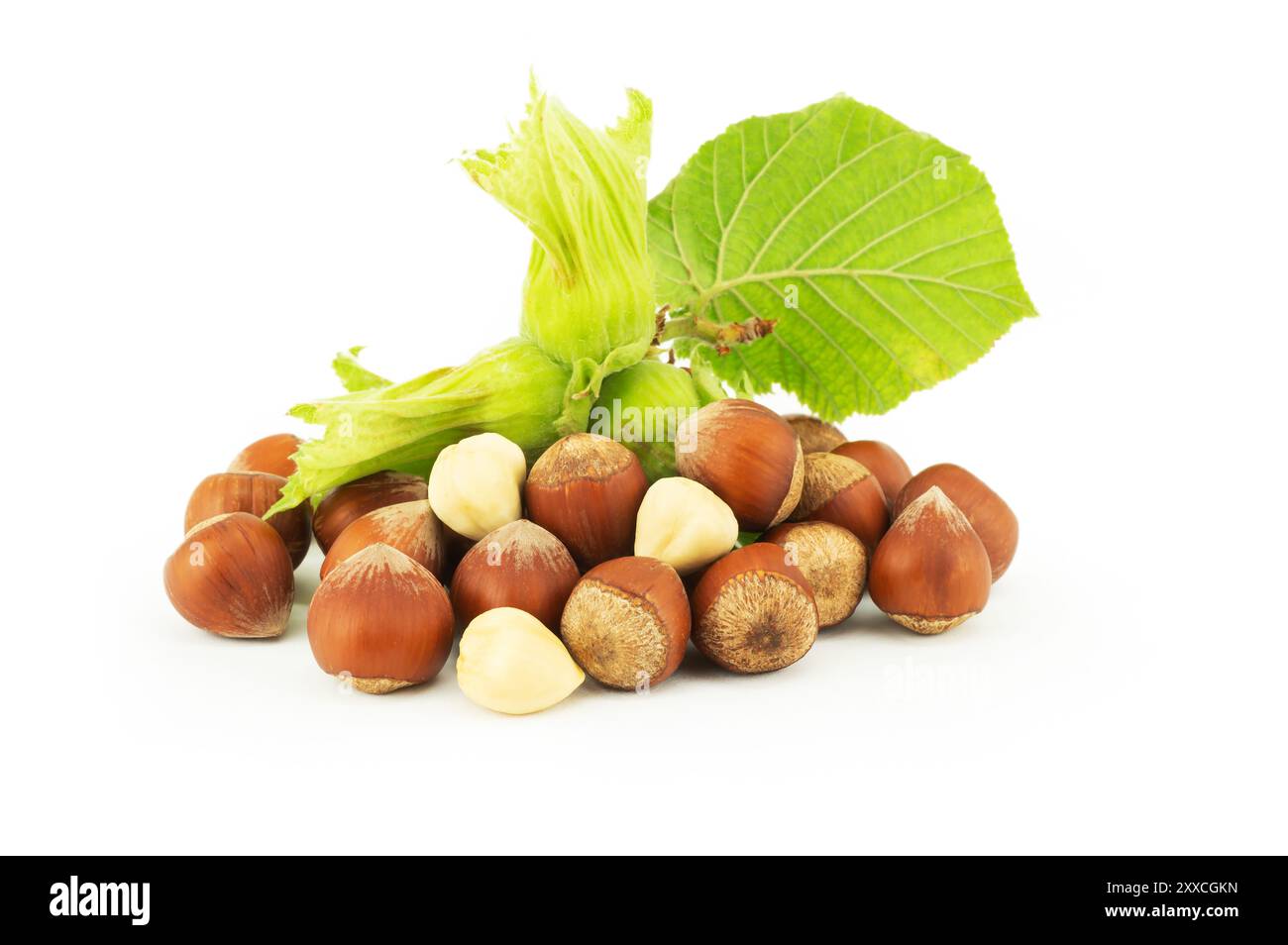 Hazelnuts with green branch isolated on white background Stock Photo