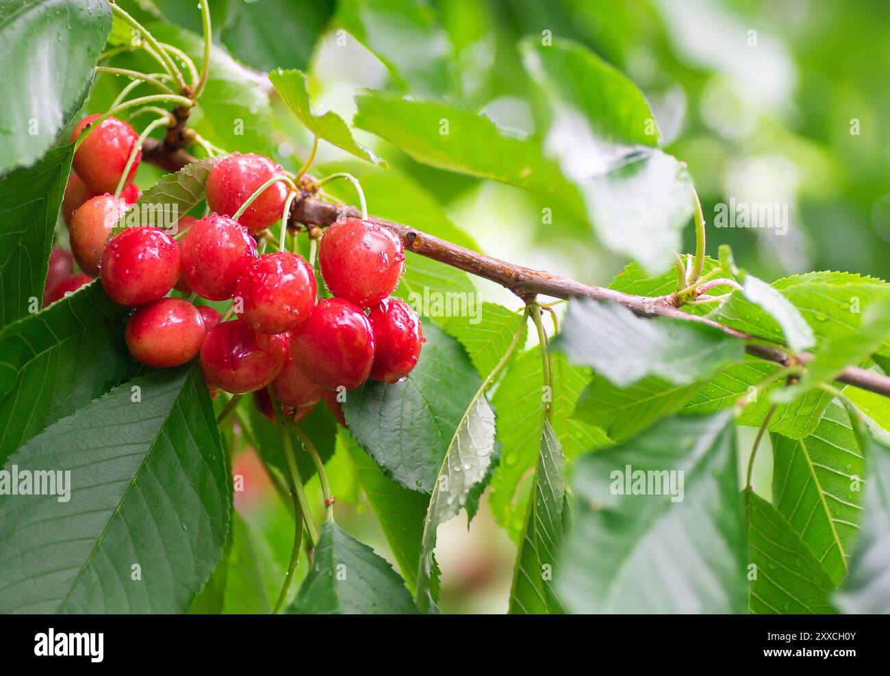 Red Ripe Cherry Prunus Hi res Stock Photography And Images Alamy