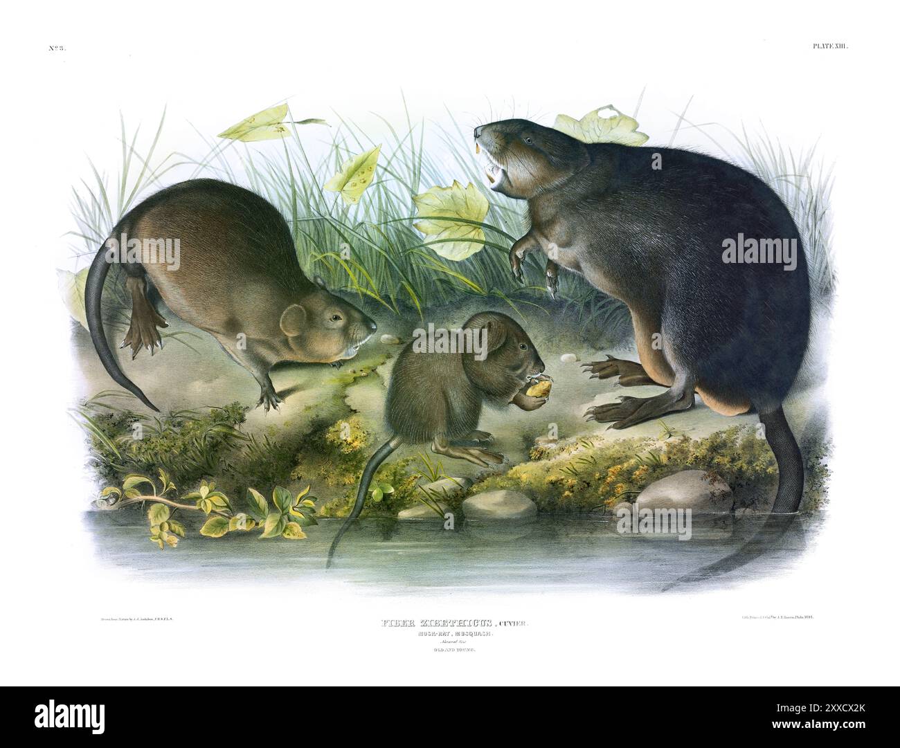 First muskrat hi-res stock photography and images - Alamy