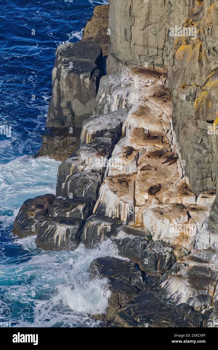 Australian fur seal Arctocephalus pusillus resting on sea shelf with guano and wild ocean Cape Raoul, Tasman National Park, Tasman peninsula, Tasmania Stock Photo
