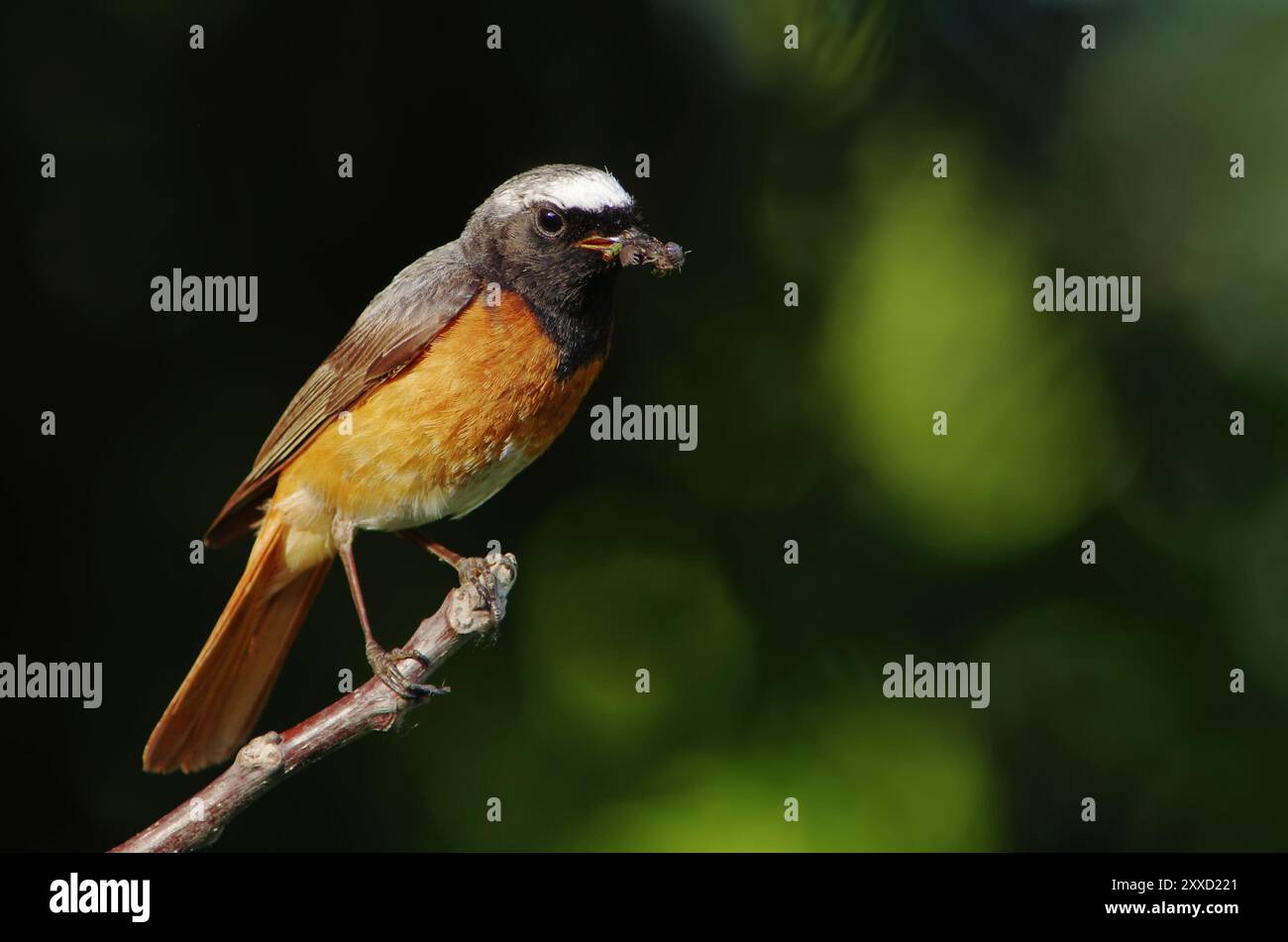 Redstart with larvae Stock Photo