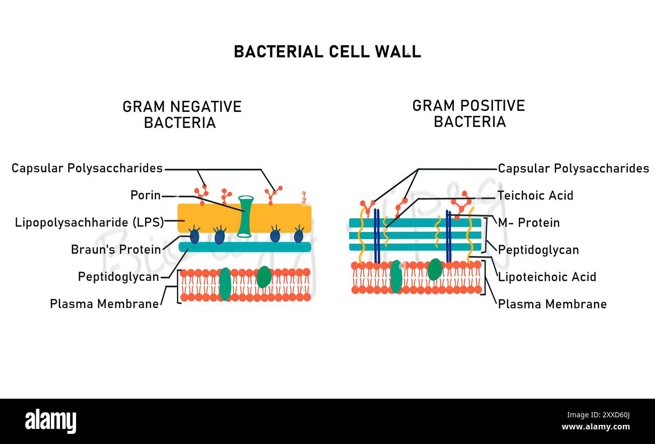 Gram positive and gram negative cell walls hi-res stock photography and ...