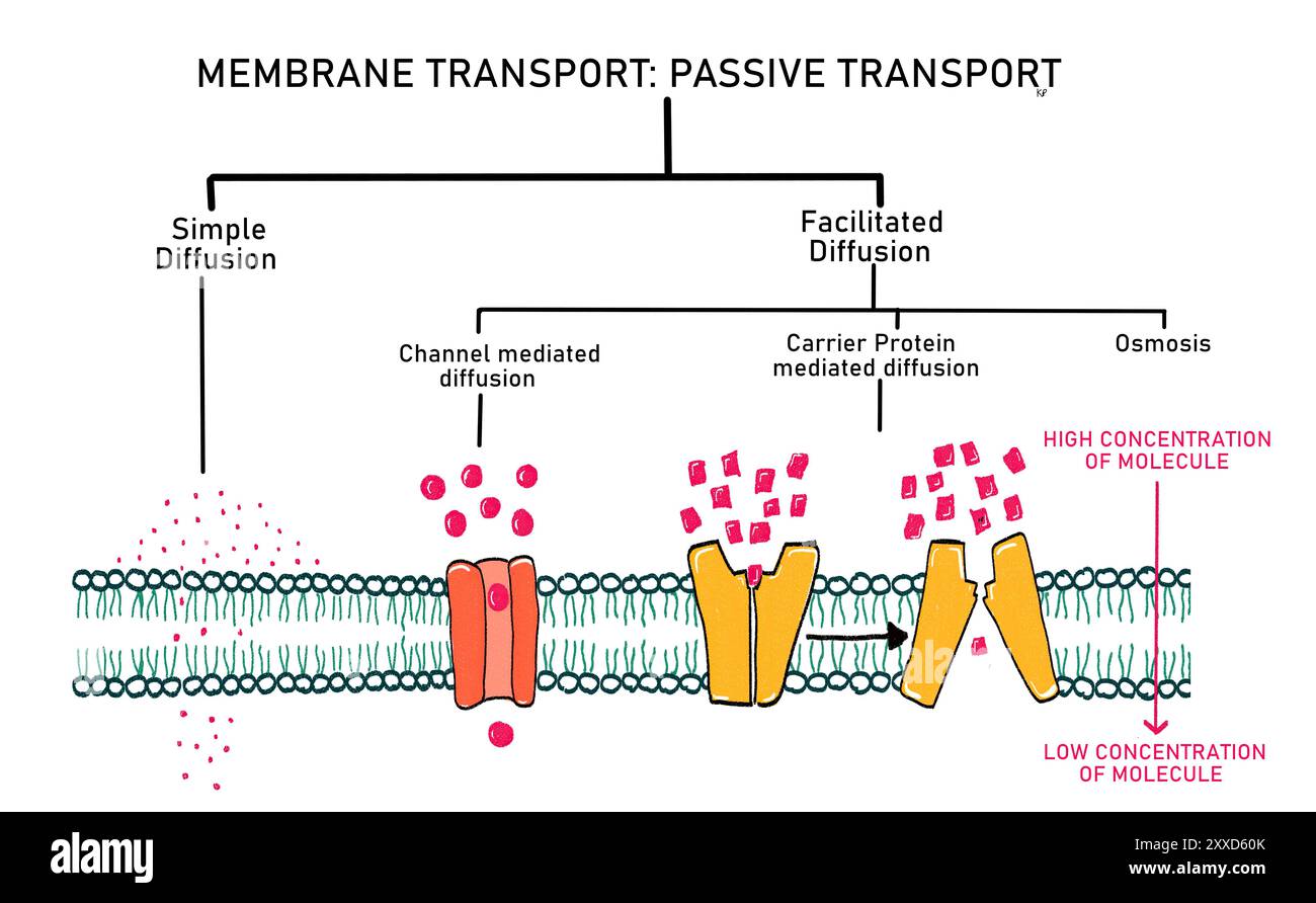 Simple and facilitated diffusion illustration passive transport also