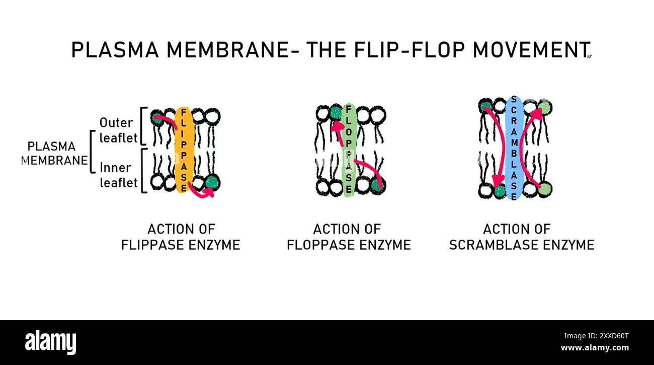 Kichkina kokraklar yalangoch Porno uchun afsus!
