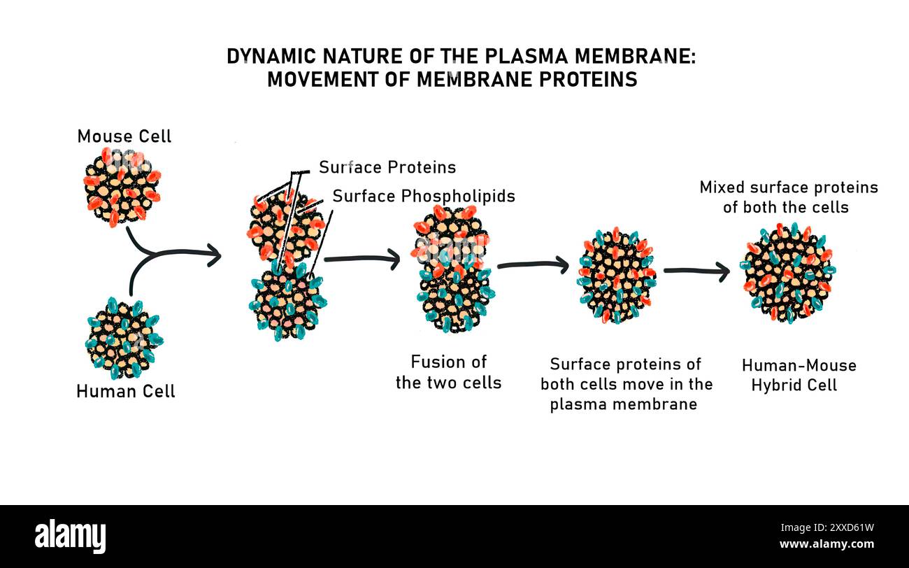 Lateral movement of protein in the plasma membrane, illustration. The phospholipids and proteins present in the plasma membrane are free to move around laterally. Stock Photo