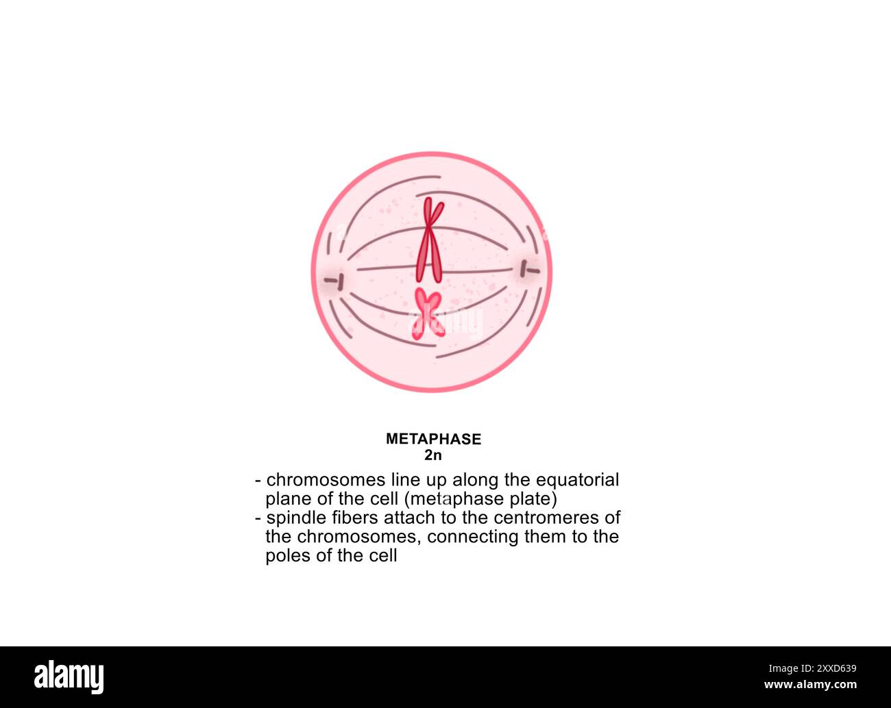 Metaphase of mitosis, illustration. Metaphase is the third phase of mitosis, the process that separates duplicated genetic material carried in the nucleus of a parent cell into two identical daughter cells. Stock Photo