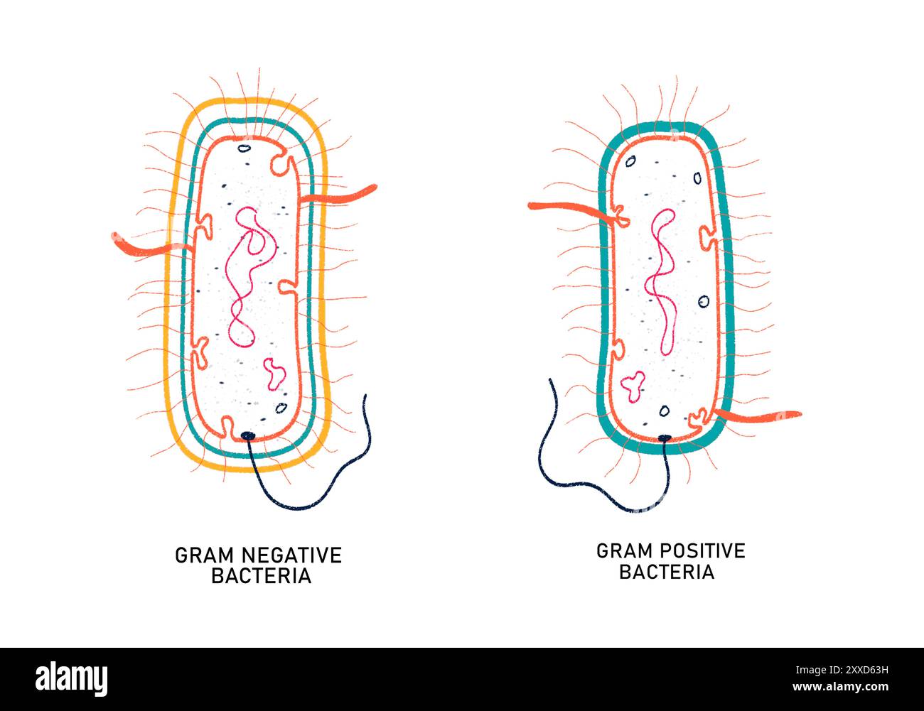 Illustration showing the differences between Gram positive and Gram negative bacteria. Stock Photo