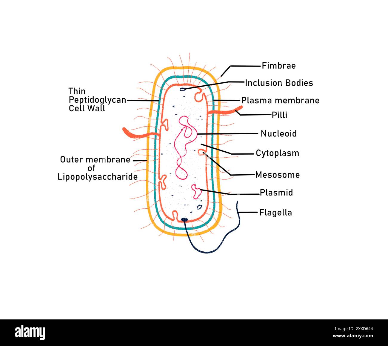 Gram negative bacterium, illustration. Gram negative bacteria are ...