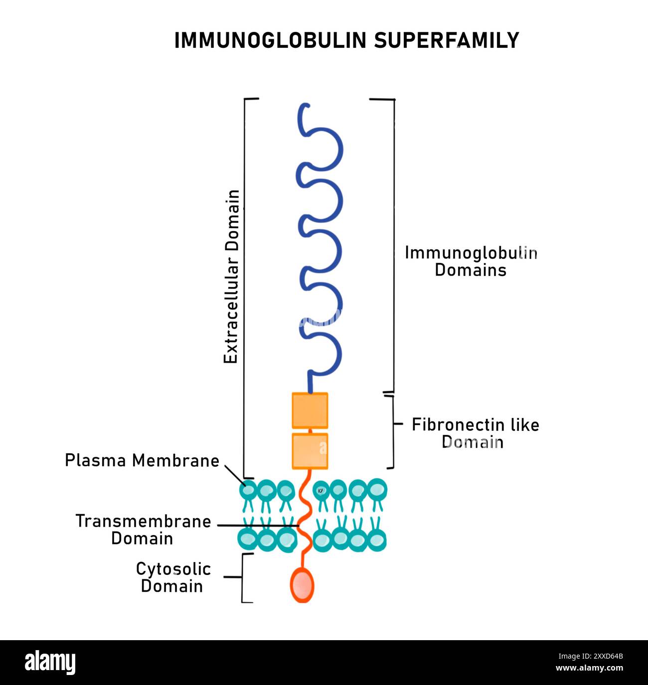 Immunoglobulin superfamily, illustration. The immunoglobulin superfamily (IgSF) is a large family of integral proteins that help in cell recognition and cell binding. IgSFs have immunoglobin domains and fibronectin type domain. Stock Photo