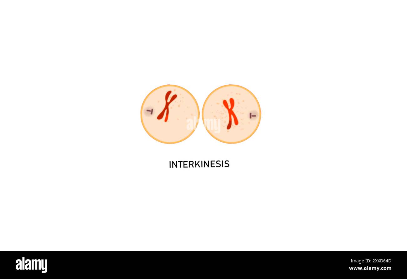 Meiosis I interkinesis, illustration. Interkinesis or interphase II is a period of rest that cells of some species enter between meiosis I and meiosis II. Stock Photo