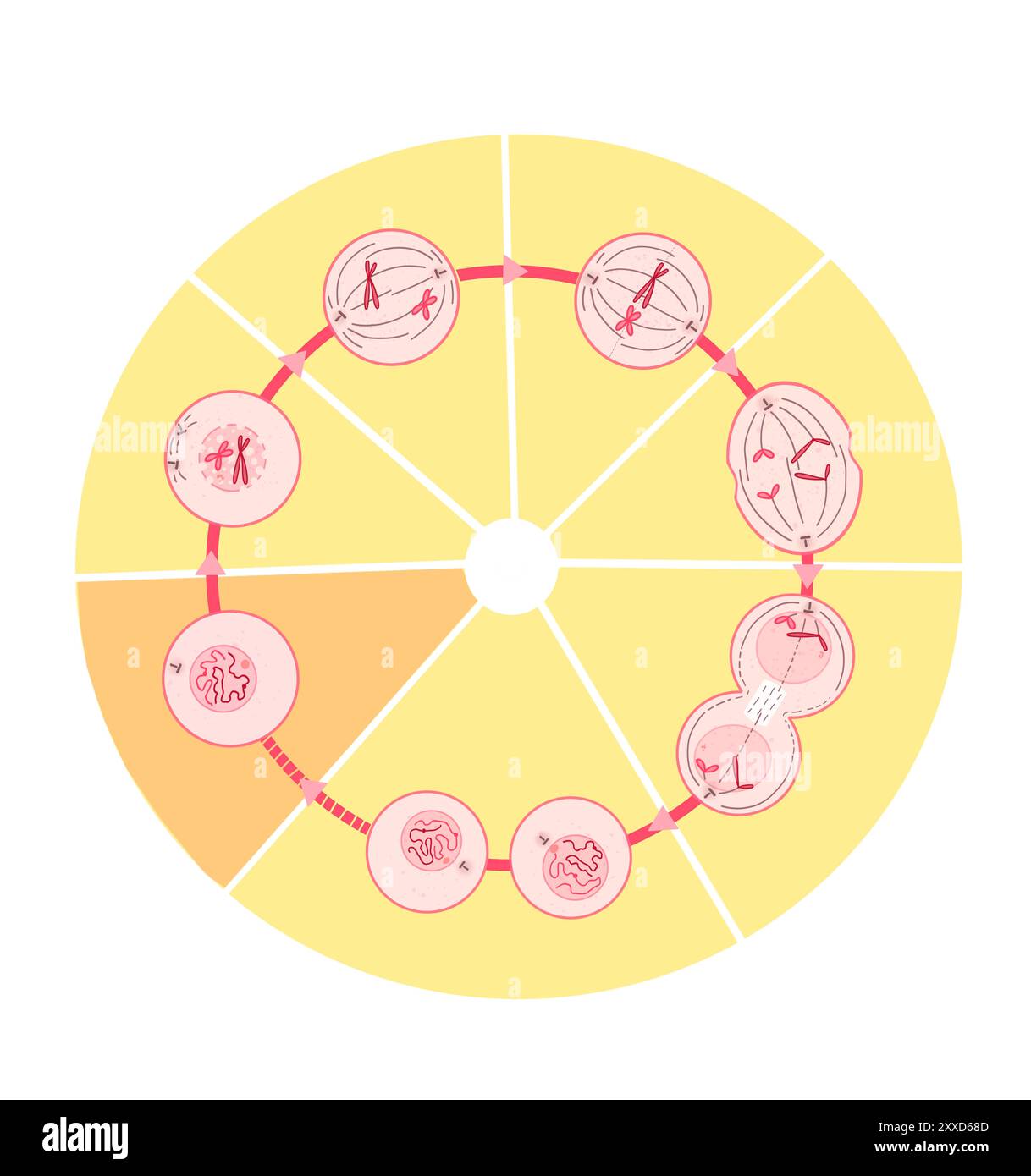 Mitosis, illustration. Mitosis is the process by which a cell replicates its chromosomes and then segregates them, producing two identical nuclei in preparation for cell division. Stock Photo