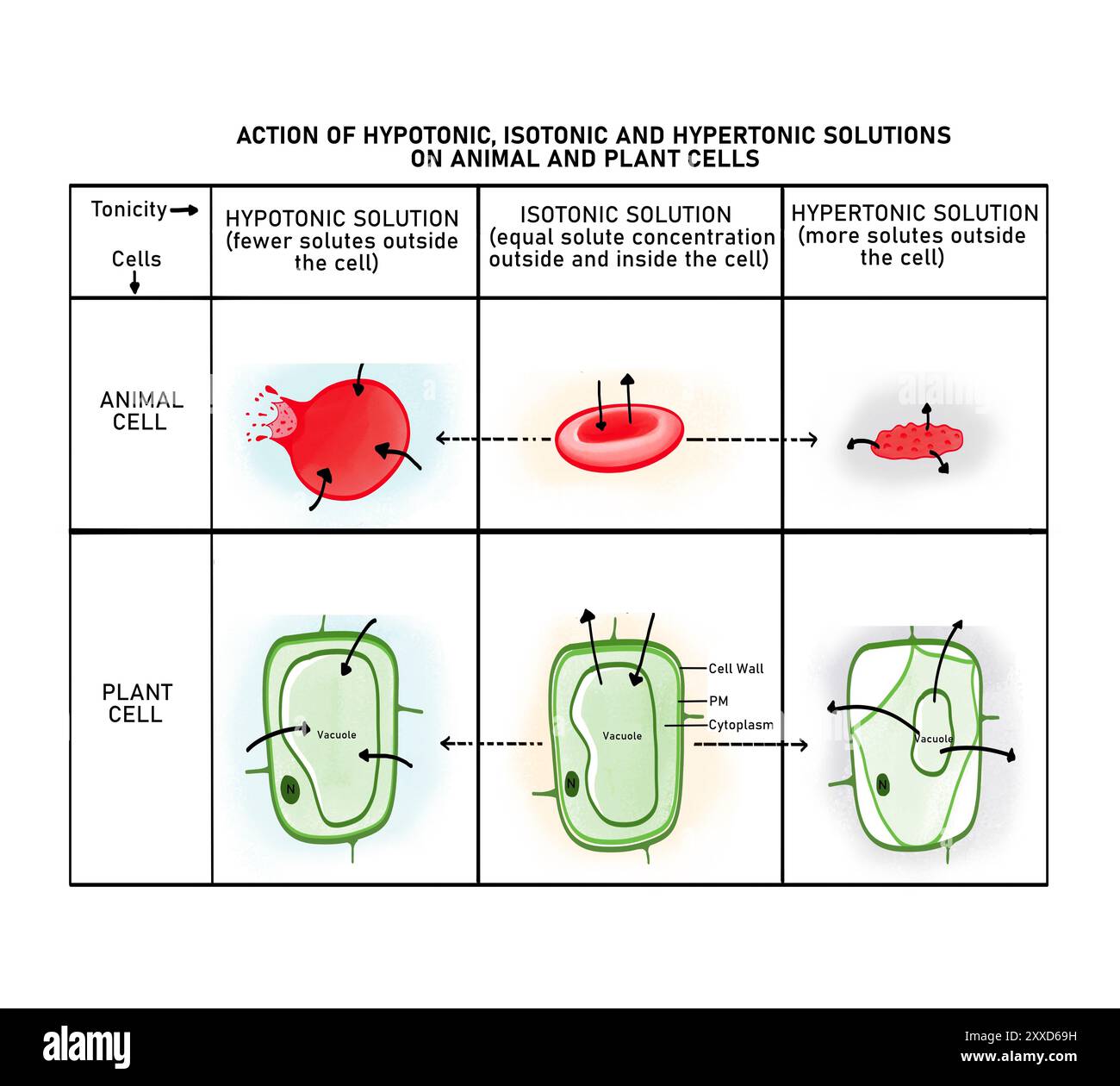 Labeled red blood cell Cut Out Stock Images &amp; Pictures - Alamy