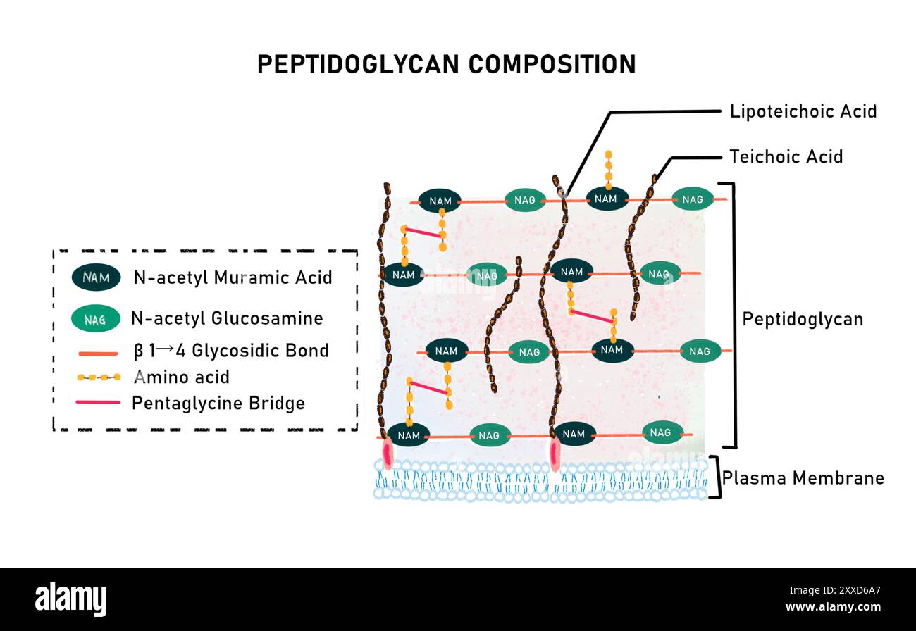 Structure of peptidoglycan, illustration. Peptidoglycan is a component of bacterial cell walls. Structurally it is a heteropolysaccharide where carbohydrates (N-acetylglucosamine and N-acetylmuramic acid)are conjugated with amino acids. Stock Photo