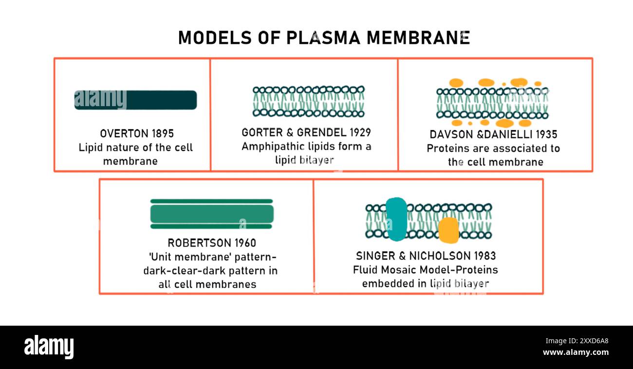 Plasma membrane models devised over history, illustration. Stock Photo