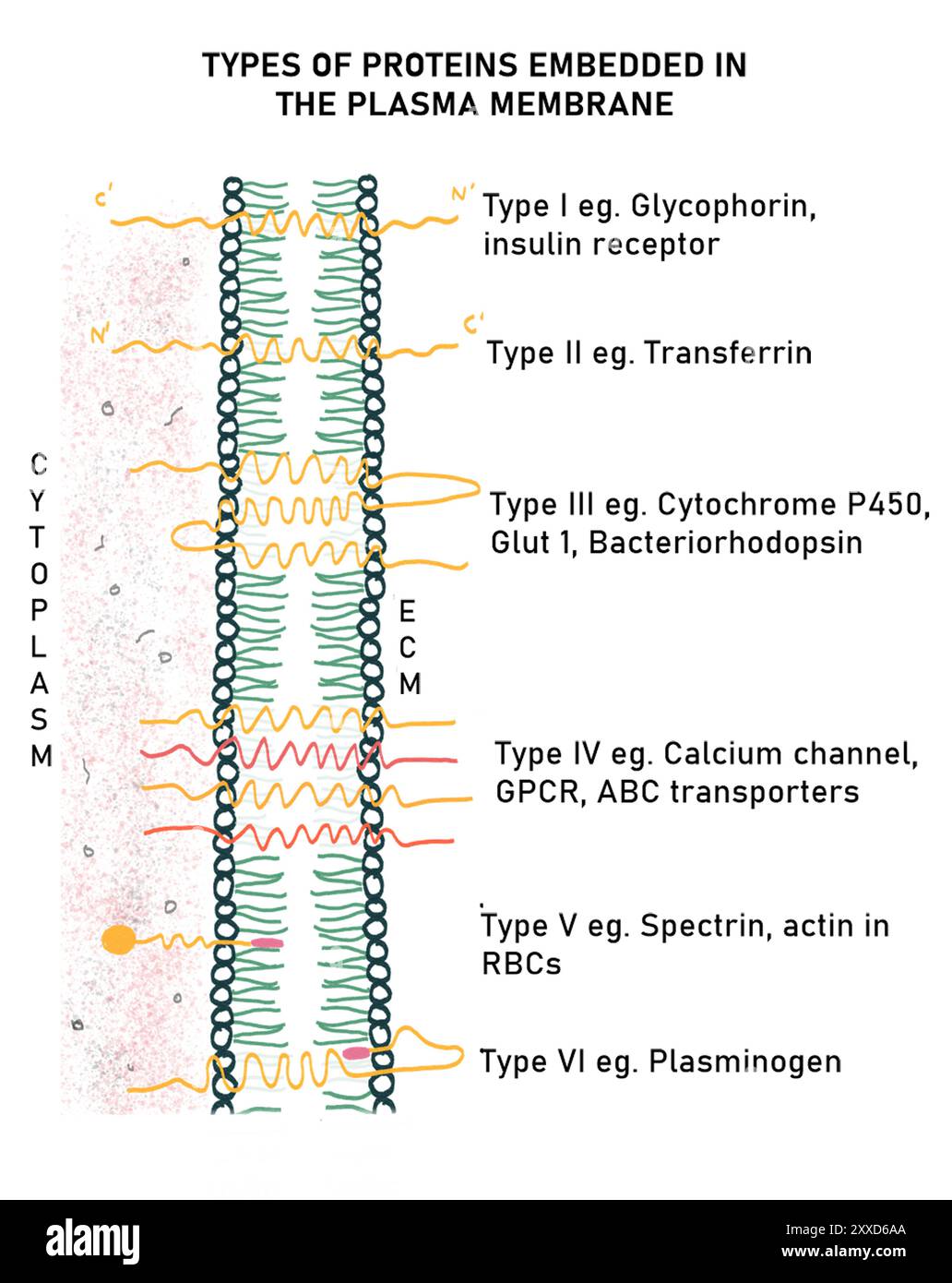 Types of protein in the plasma membrane, illustration. There are six categories of protein in the plasma membrane, on the basis of their arrangement. five are transmembrane proteins and one is a peripheral protein. Stock Photo