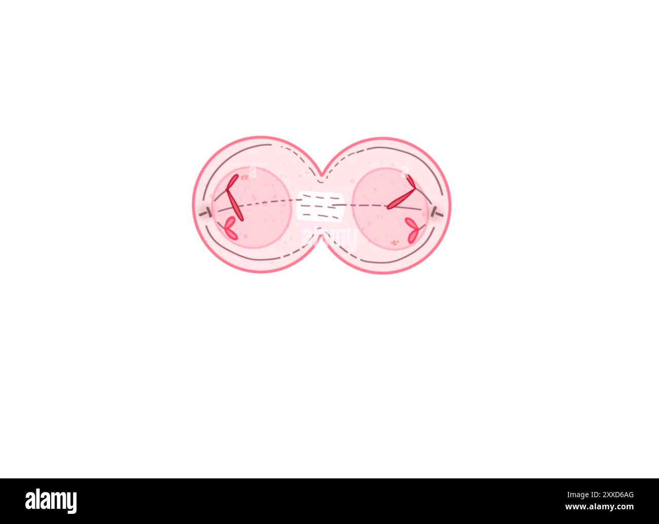 Telophase, illustration. Telophase is the fifth and final phase of mitosis, the process that separates the duplicated genetic material carried in the nucleus of a parent cell into two identical daughter cells. Stock Photo