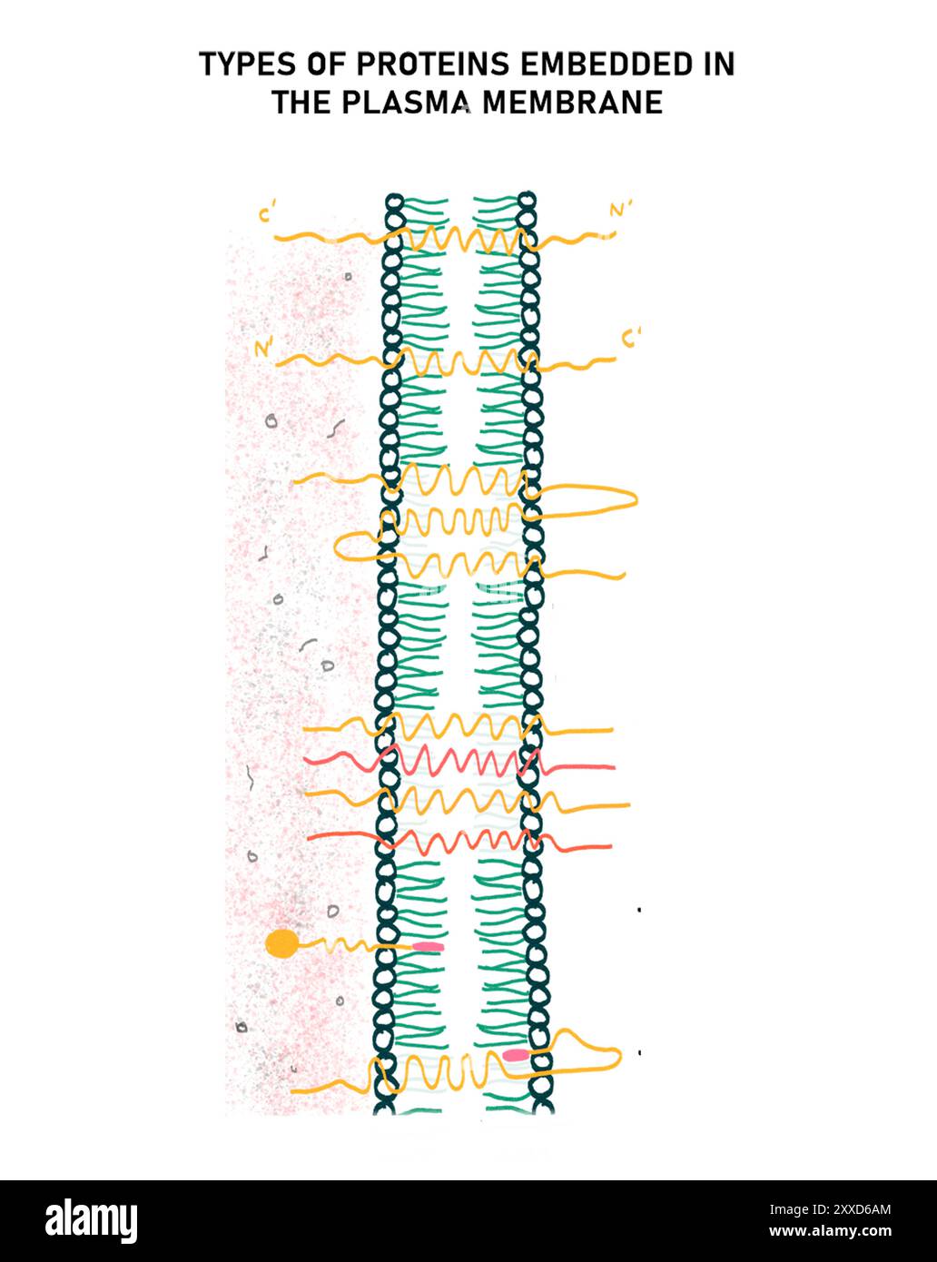 Types of protein in the plasma membrane, illustration. There are six categories of protein in the plasma membrane, on the basis of their arrangement. five are transmembrane proteins and one is a peripheral protein. Stock Photo