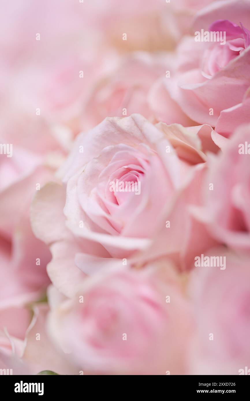 Solitary open pink rose hi-res stock photography and images - Alamy