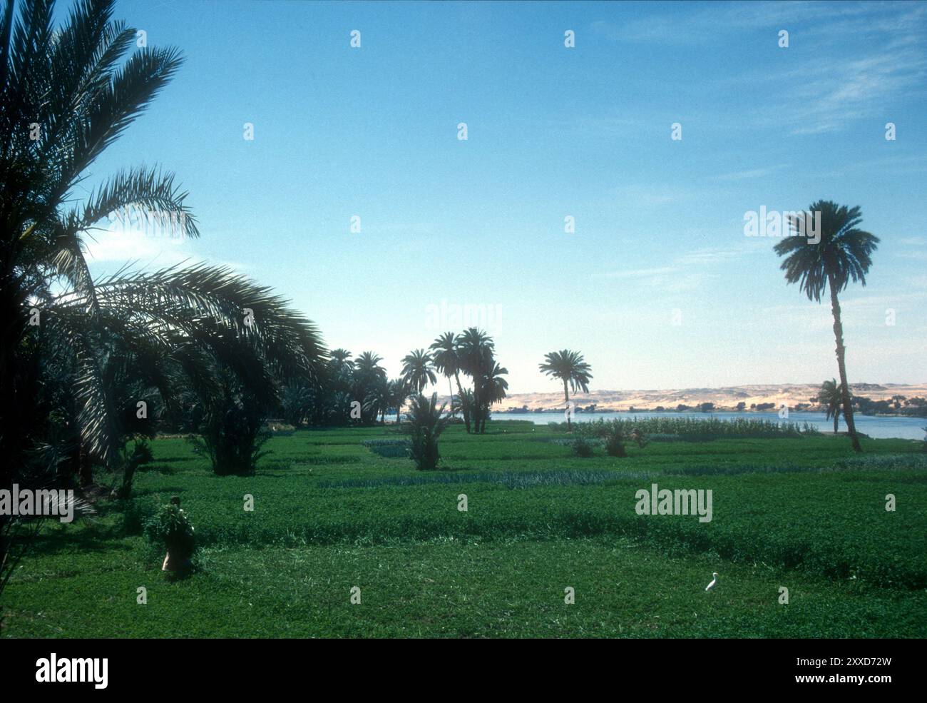 Irrigated farmland along the Nile, Upper Egypt Stock Photo - Alamy