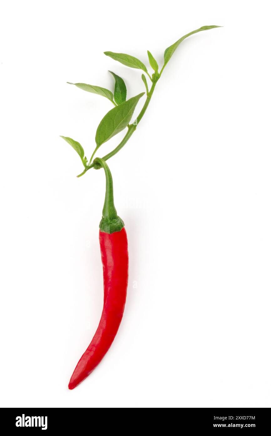 A red hot chili pepper with green leaves, on a white background Stock ...