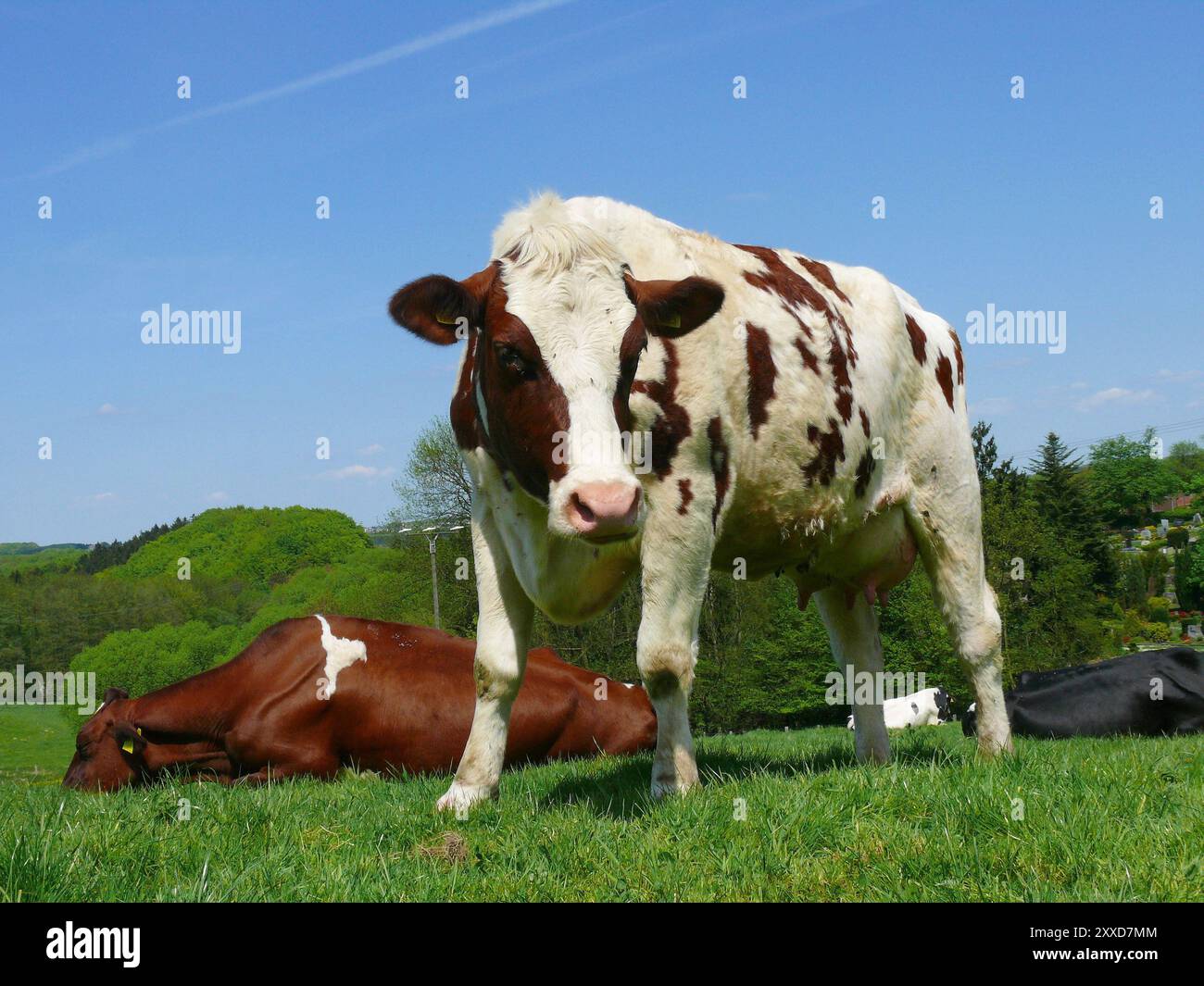 Speckled cows hi-res stock photography and images - Alamy