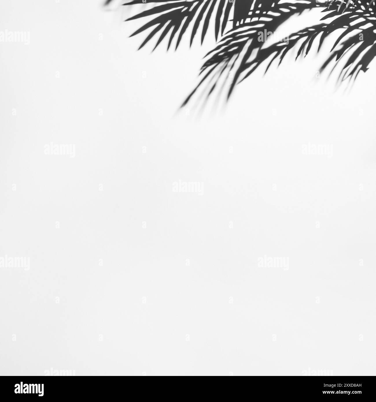 Palm tree cutout Black and White Stock Photos & Images - Alamy