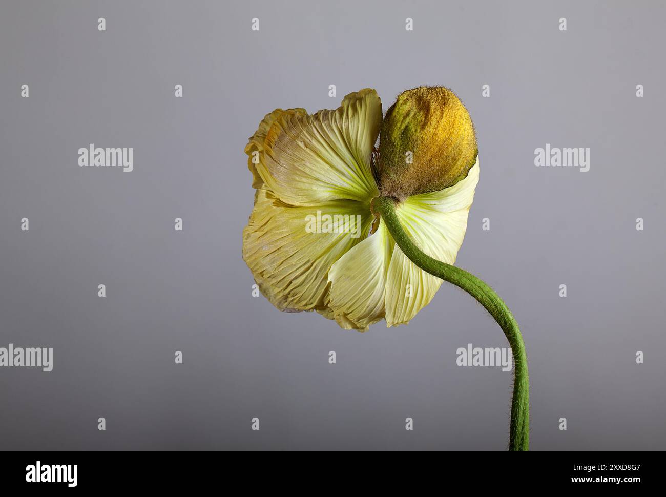 Pistil poppy papaver detail flower hi-res stock photography and images ...