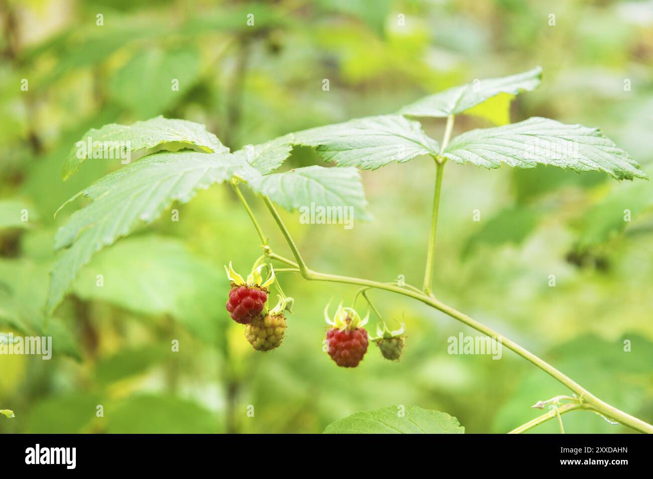 Thorn berry closeup hi-res stock photography and images - Alamy