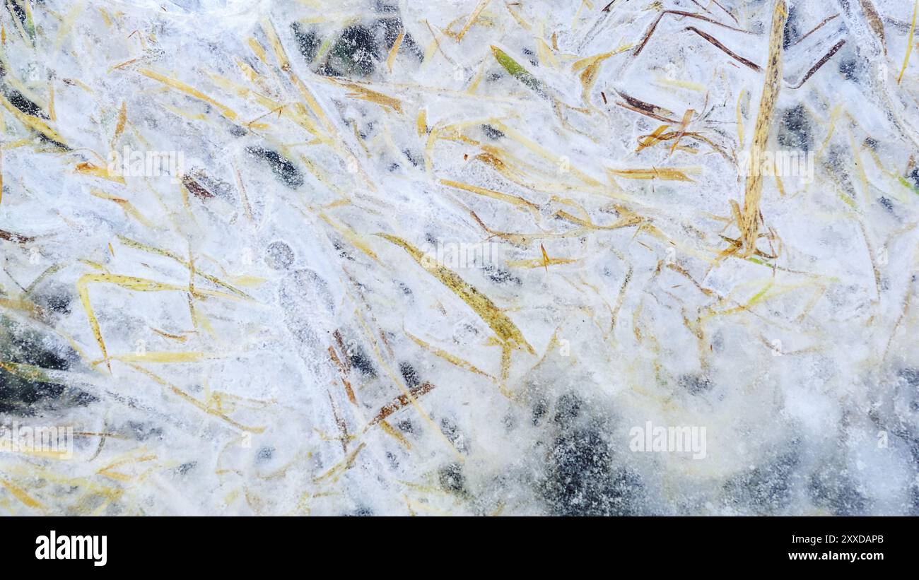 Grass blades in ice hi-res stock photography and images - Alamy
