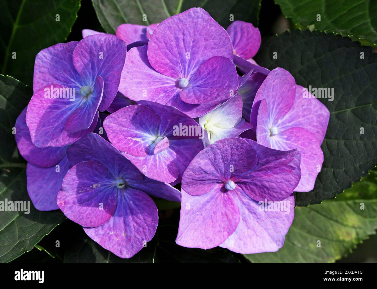 Mophead hortensie macrophylla hi-res stock photography and images - Alamy