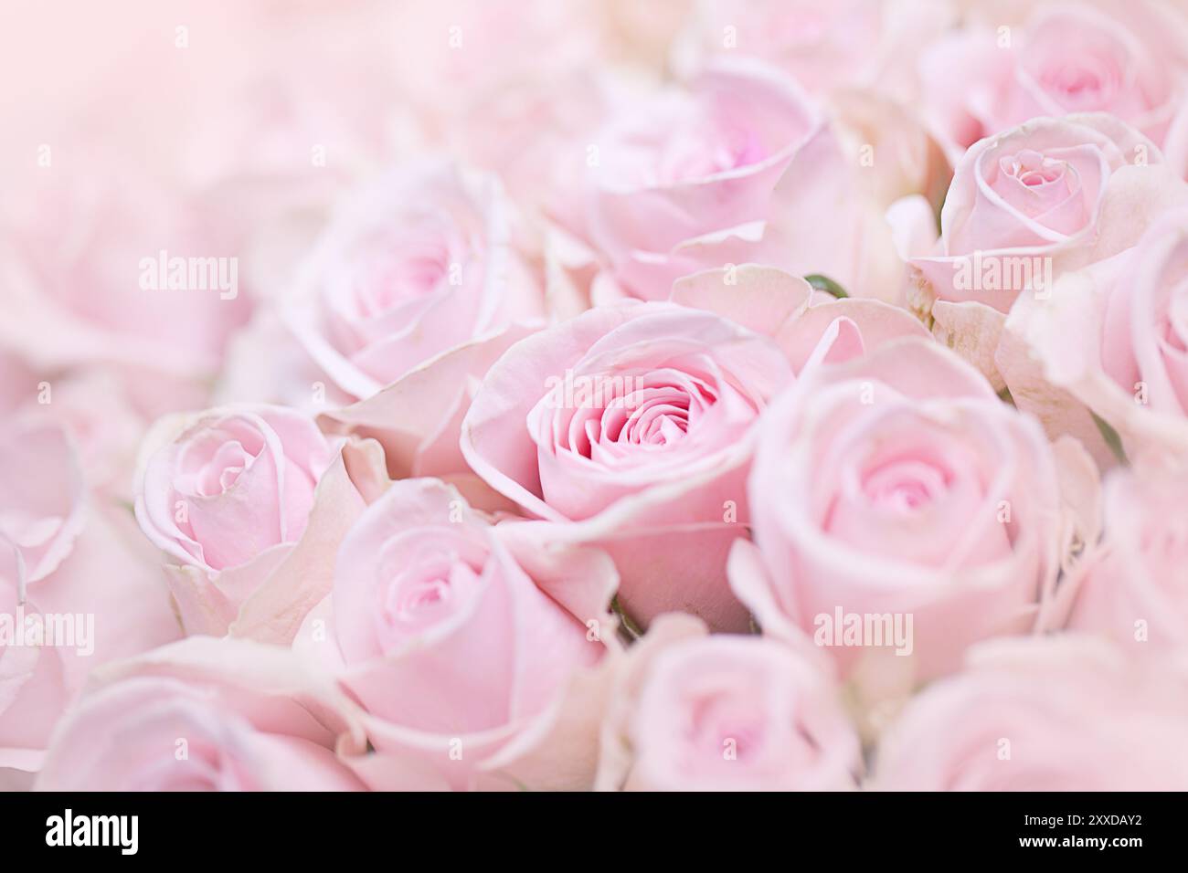 Solitary open pink rose hi-res stock photography and images - Alamy