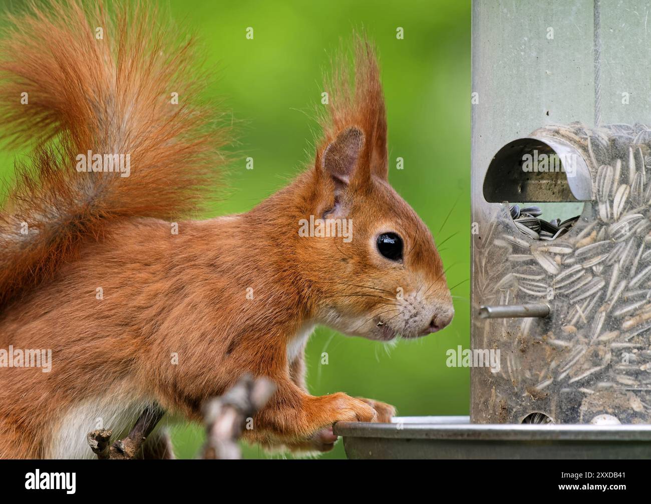 Squirrel eats bird food Stock Photo