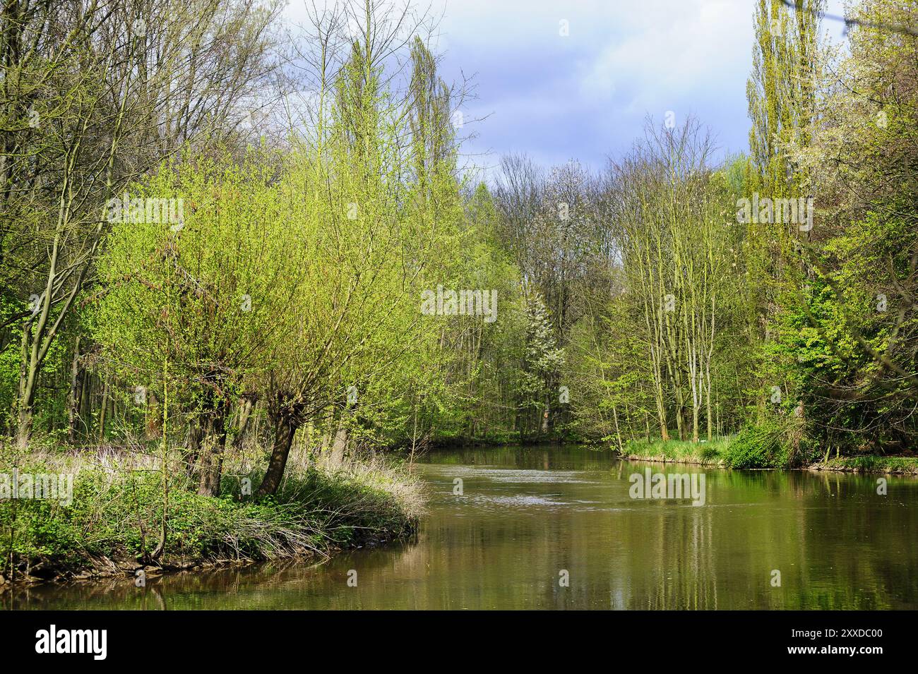 Willows in the sunlight on the banks of a river Stock Photo - Alamy