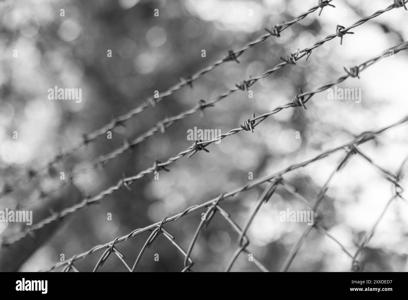 Barbed wire on a metal fence to demarcate the border, closeup, blurry ...