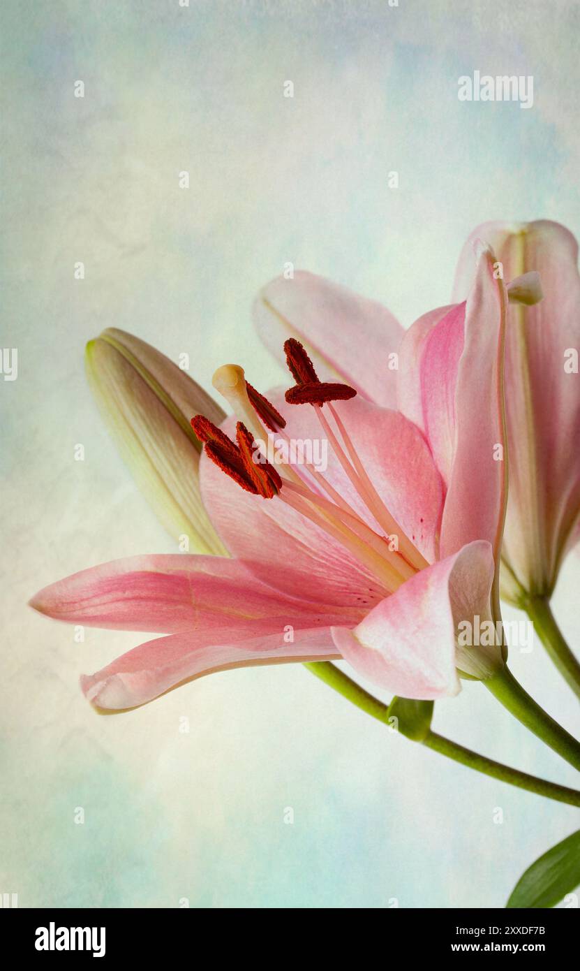 Xxdf Retro illustration pink hi-res stock photography and images - Alamy
