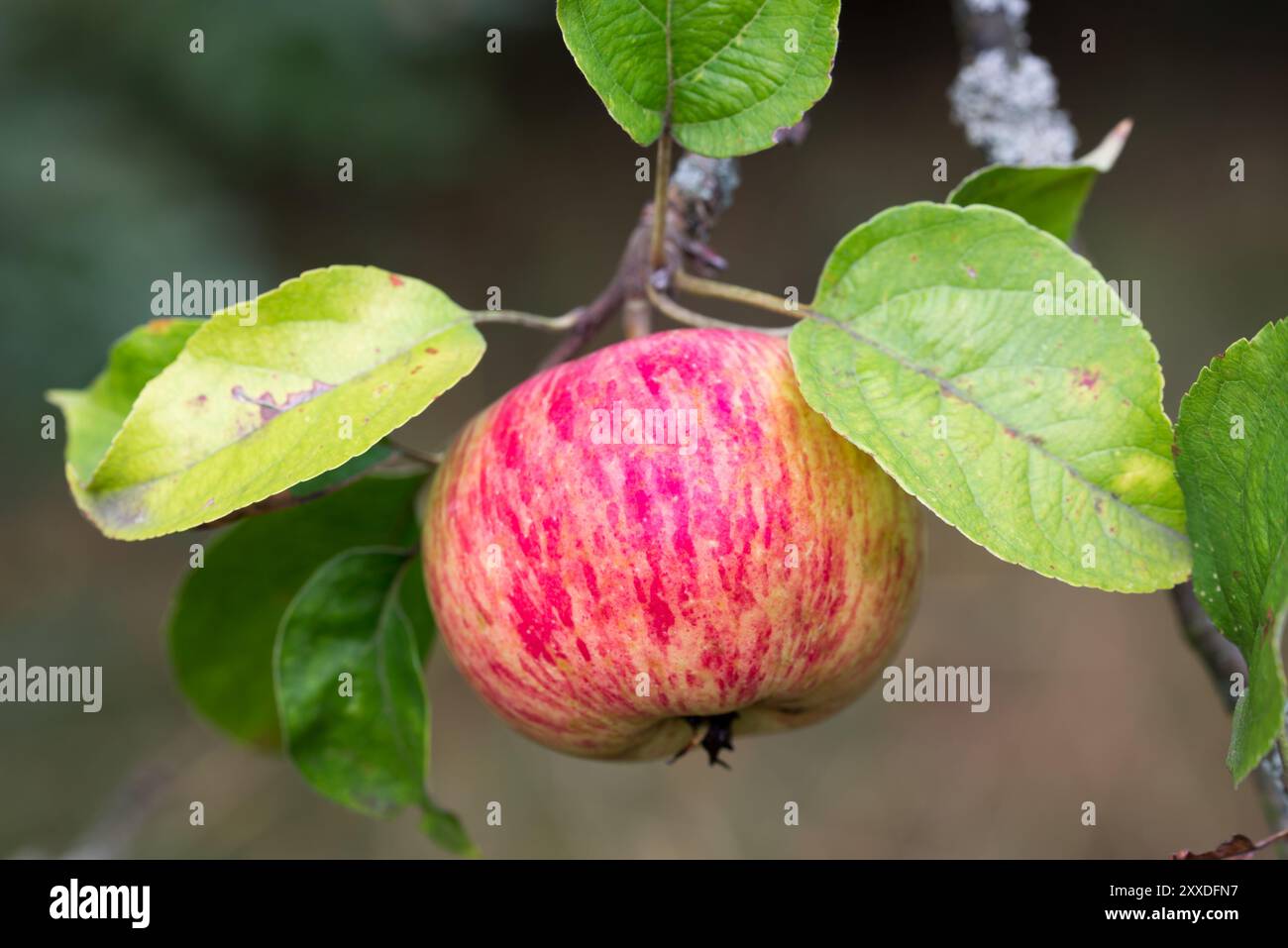 red ripe apple fruit on tree branch closeup selective focus Stock Photo