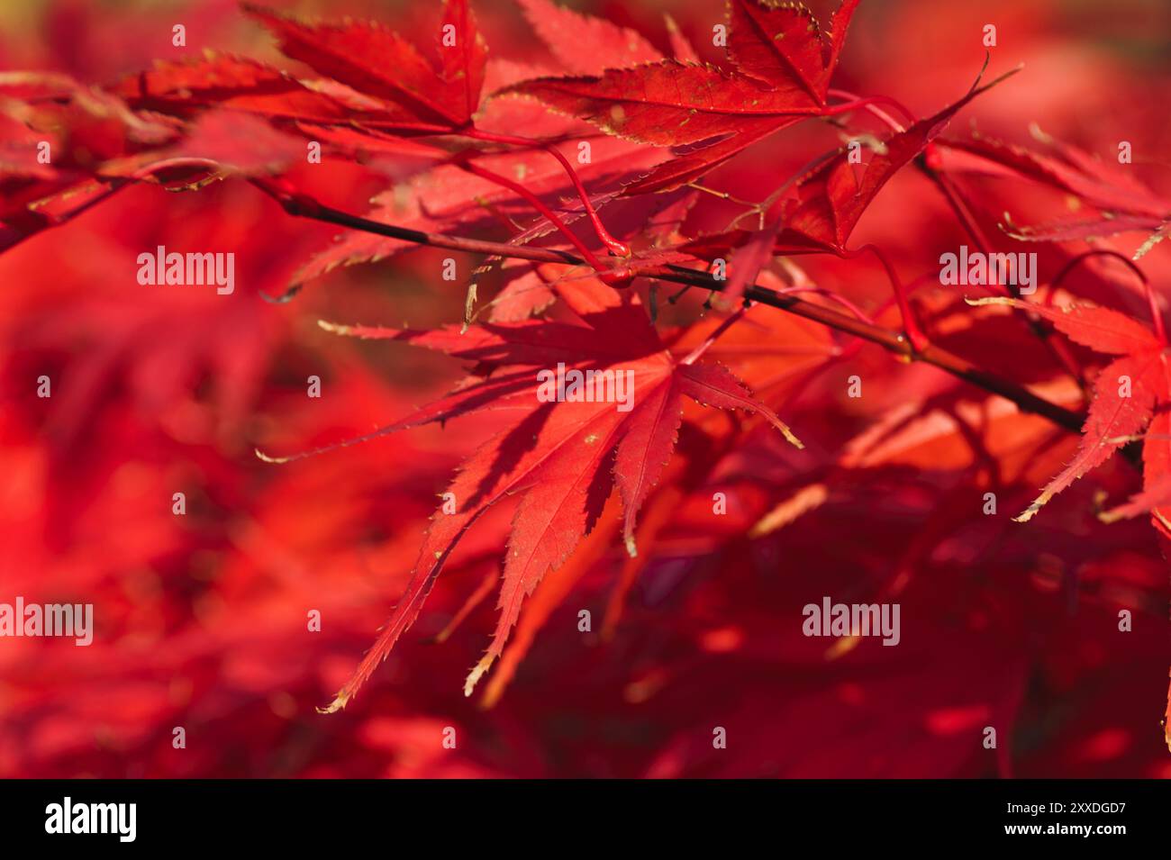 Fire maple in bright red in autumn Stock Photo