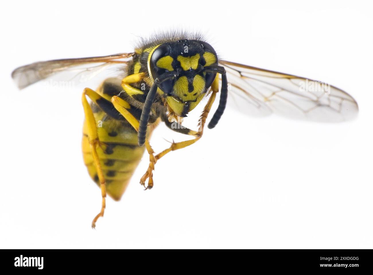 Bee in flight Stock Photo - Alamy