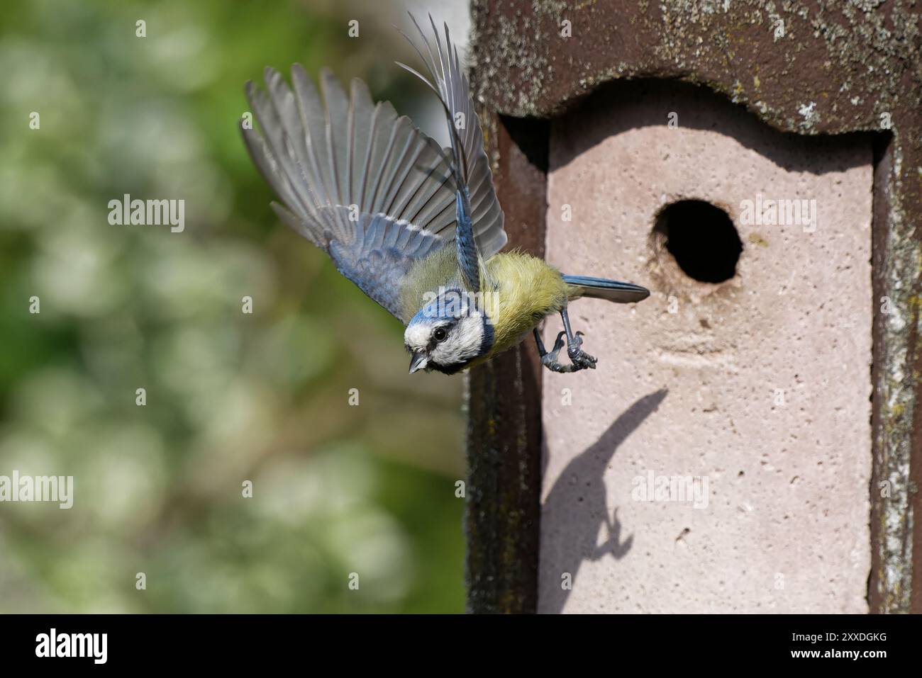 Blue Tit At The Nesting Box Stock Photo Alamy blue-tit-at-the-nesting-box-stock-photo-alamy