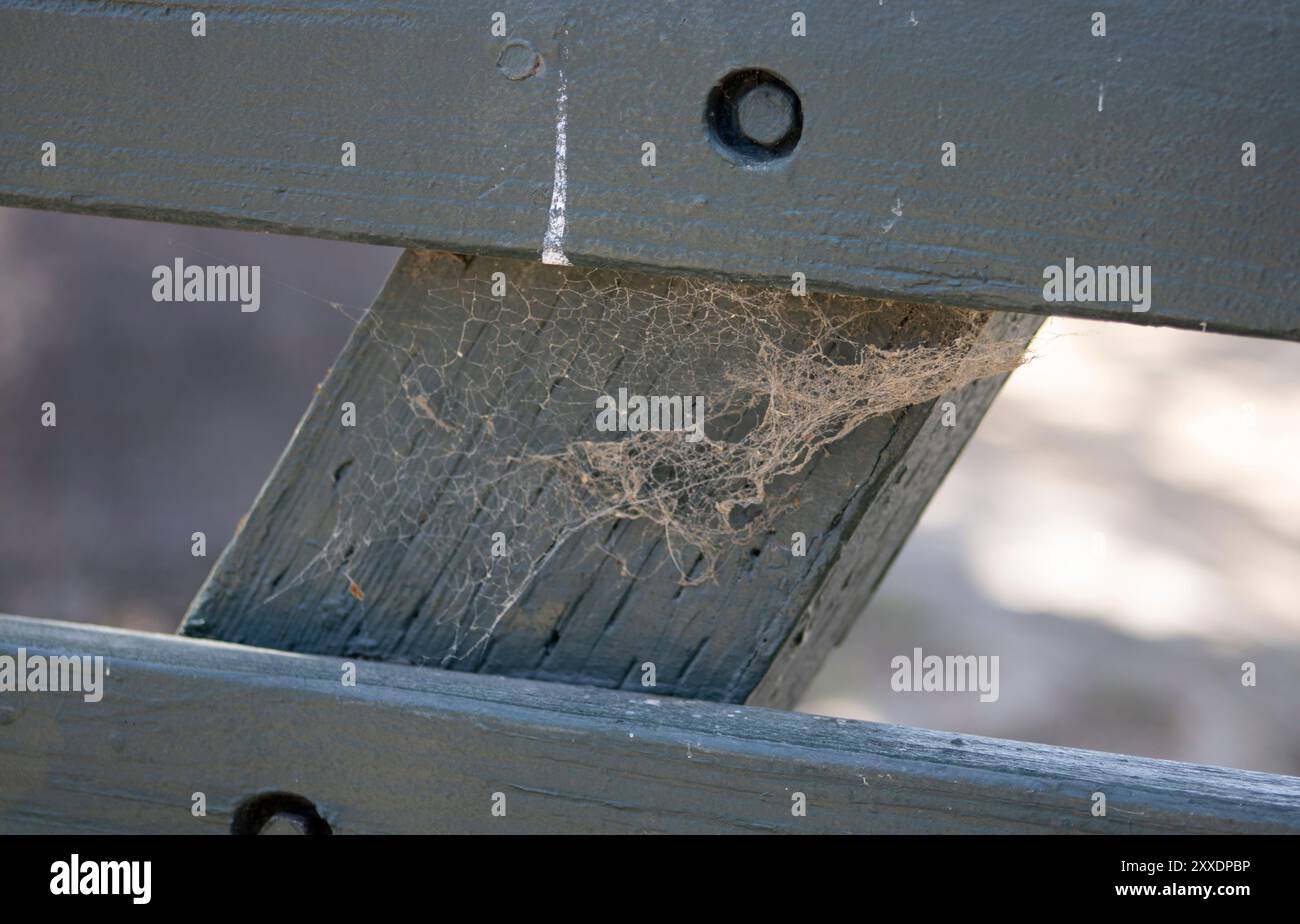 Spider web thin threads hi-res stock photography and images - Alamy